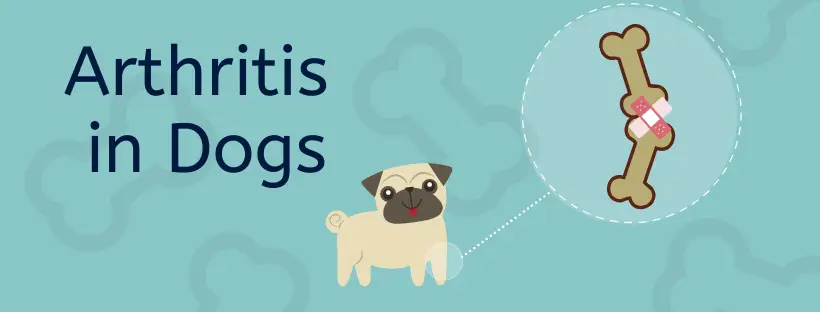 Read more about the article Arthritis in Dogs