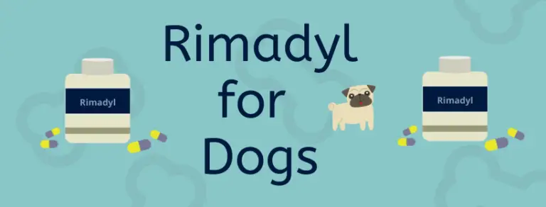 rimadyl-for-dogs-side-effects-and-dosage-yourpetinsured