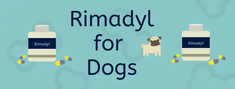 Picture of dog with rimadyl anti inflammatory medication