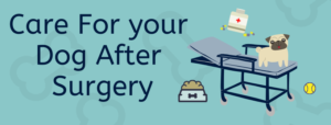 Read more about the article Dog Surgery Aftercare