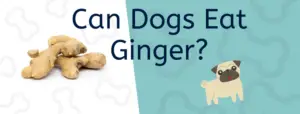Read more about the article Ginger for Dogs