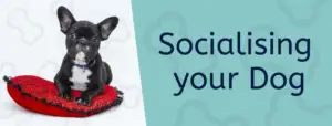Read more about the article Socialise a Dog