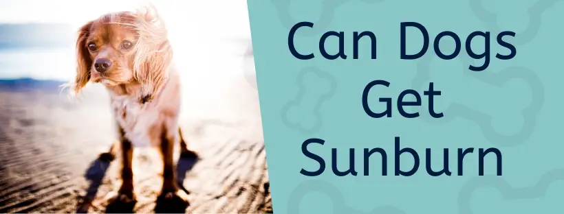 Read more about the article Dog Sunscreen