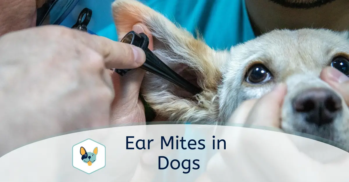 You are currently viewing Ear Mites in Dogs