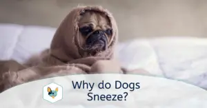 Read more about the article Why do Dogs Sneeze?