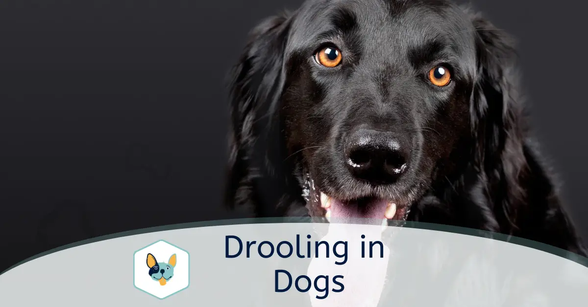 Excessive Drooling in Dogs