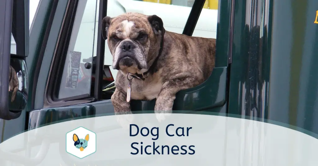 English bulldog looking out of car window