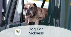 Read more about the article Dog Car Sickness