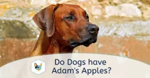 Do Dogs have Adams Apples