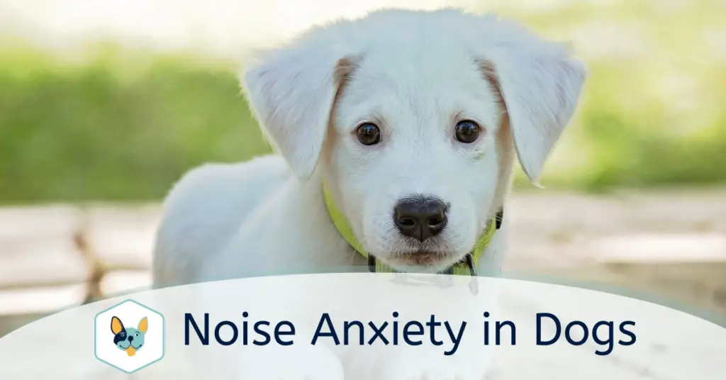 noise anxiety in dogs