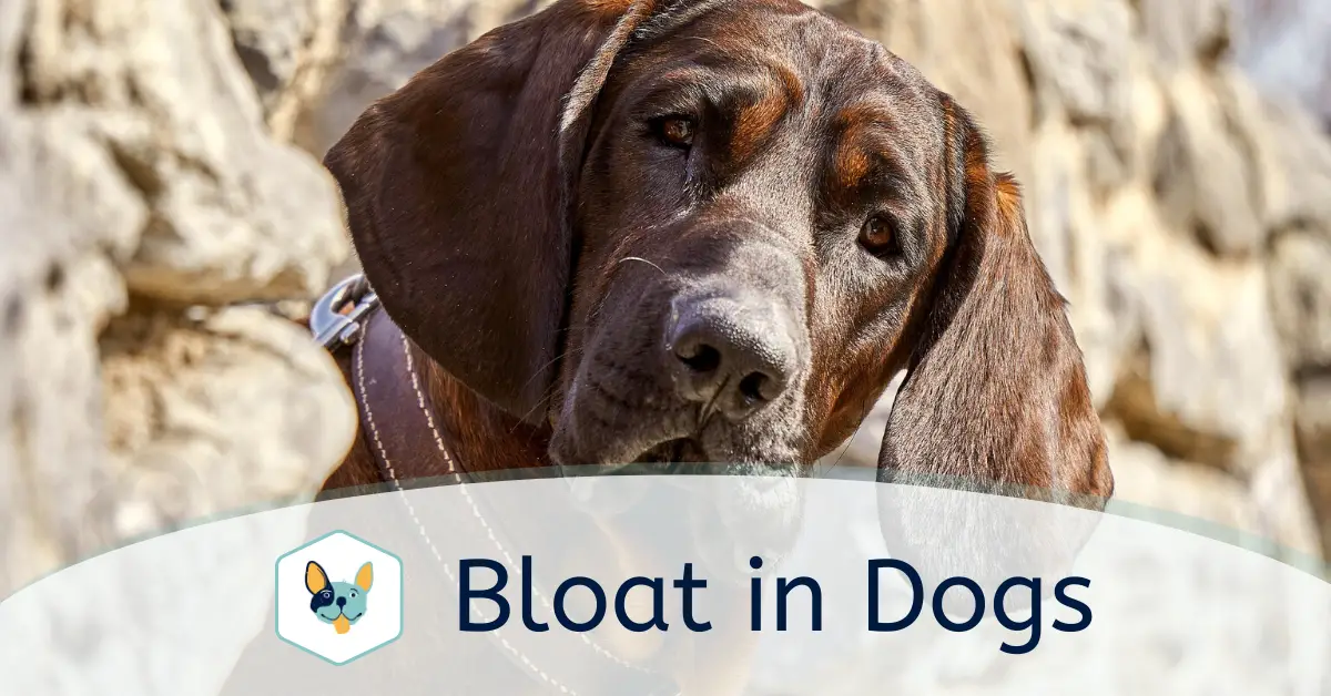 Read more about the article Bloat in Dogs