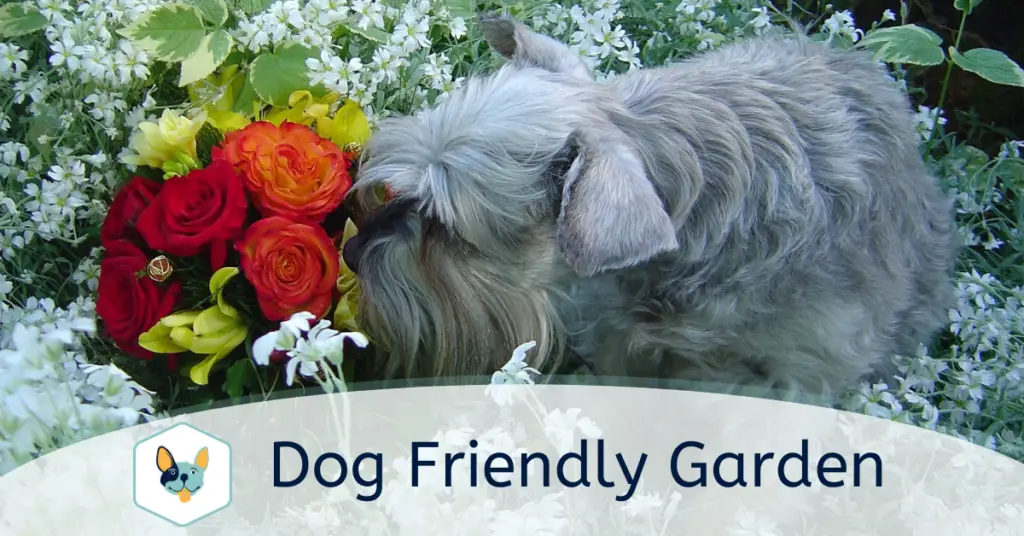 Dog Friendly Garden