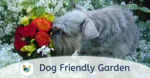 Read more about the article Dog Friendly Garden