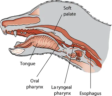 Dog larynx and adams apple side profile