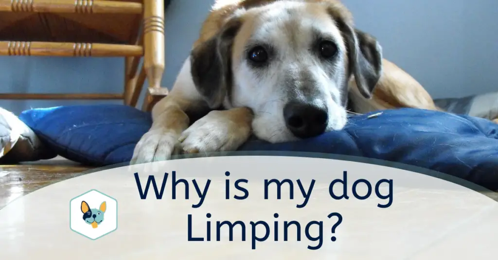 Why is my Dog Limping Should I be Worried? Your Pet Insured