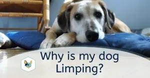 Read more about the article Why is My Dog Limping?