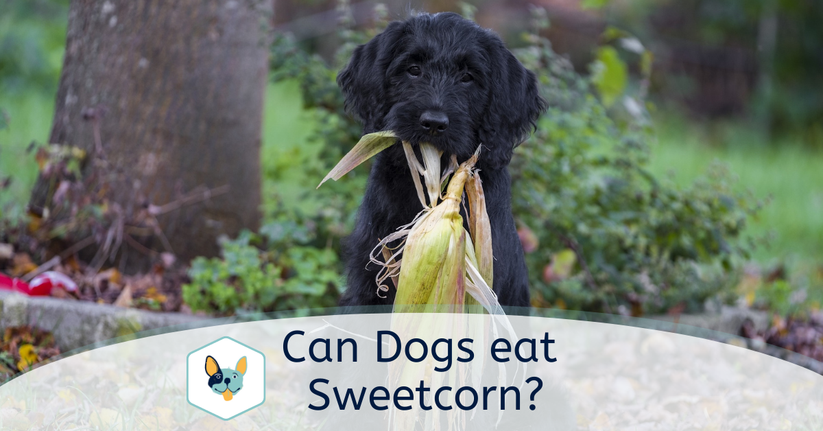 Can Dogs eat Sweetcorn?