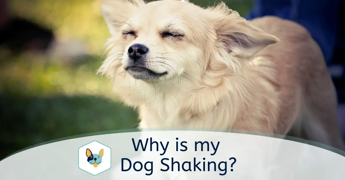 Read more about the article Why is my Dog Shaking
