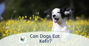 Read more about the article Can Dogs Eat Kefir?
