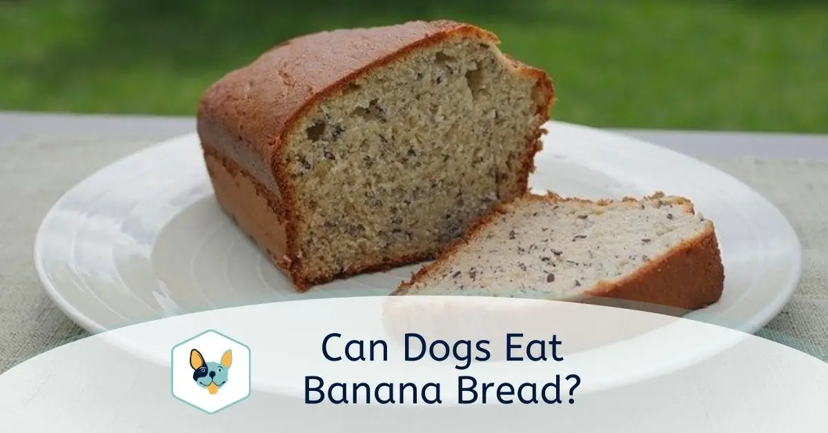Read more about the article Can Dogs Eat Banana Bread?