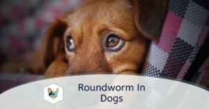 Read more about the article Roundworm in Dogs