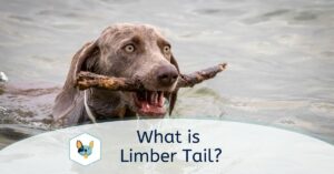 What is Limber Tail?