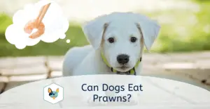 Read more about the article Can Dogs Eat Prawns?