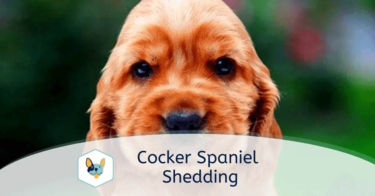 Read more about the article Cocker Spaniel Shedding
