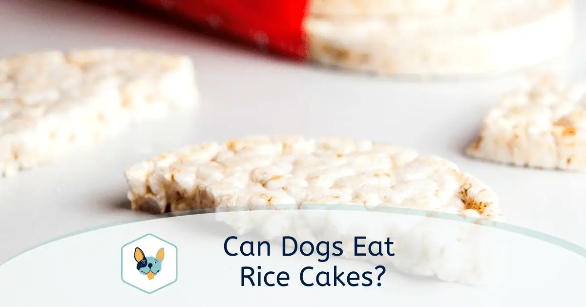 You are currently viewing Can dogs eat Rice cakes?