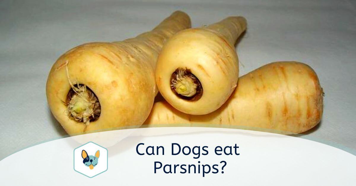 You are currently viewing Can dogs eat parsnips?