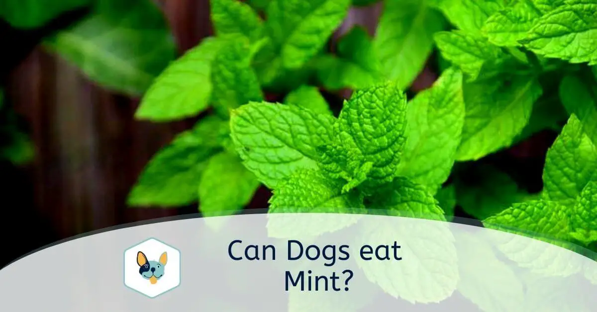 Read more about the article Can Dogs eat Mint?