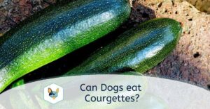 Read more about the article Can Dogs eat Courgette?