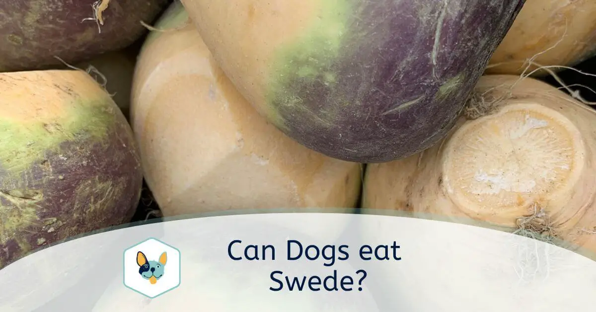 You are currently viewing Can Dogs eat Swede?