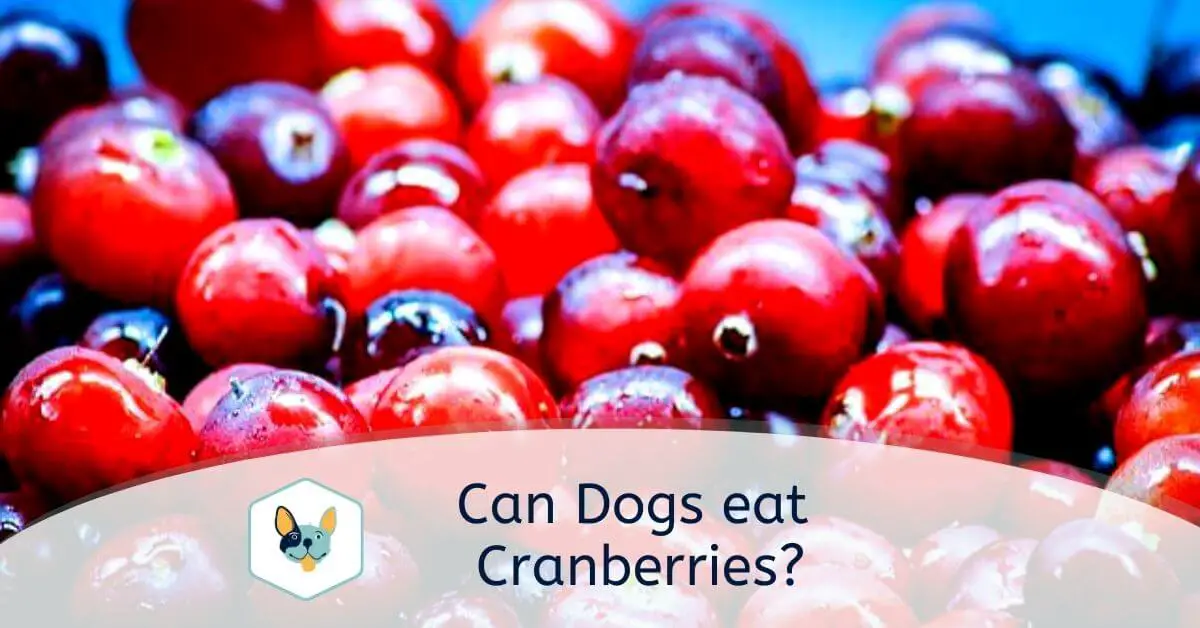 You are currently viewing Can dogs eat Cranberries?