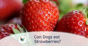 Read more about the article Can dogs eat strawberries?