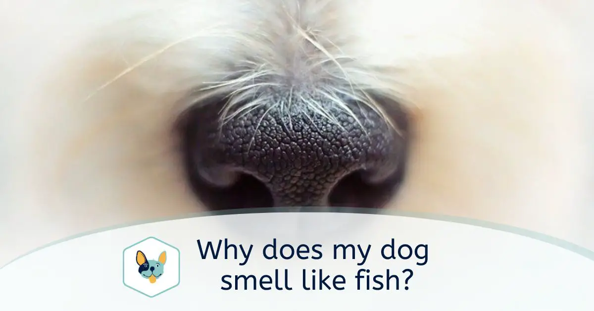 Read more about the article Why does my dog smell like fish?