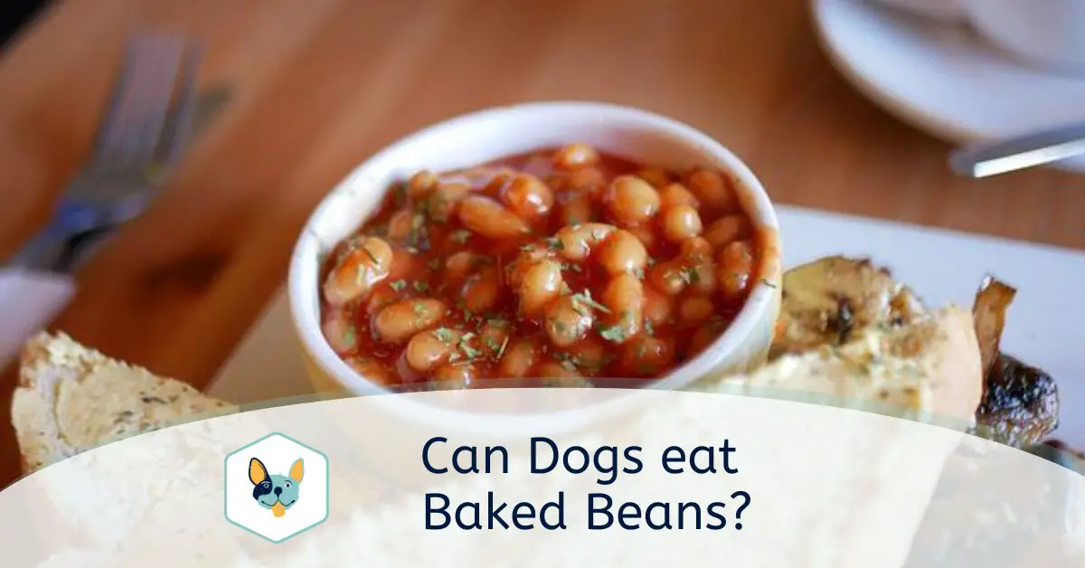 You are currently viewing Can dogs eat Bakes beans?