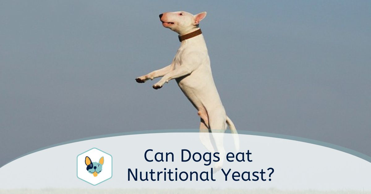 Read more about the article Can dogs eat Nutritional Yeast?