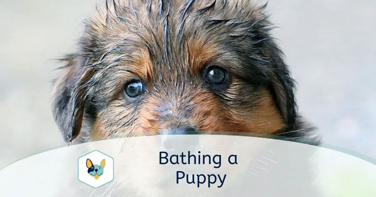 You are currently viewing Bathing a Puppy