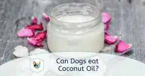 Read more about the article Can dogs eat Coconut Oil?