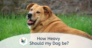 Read more about the article How Heavy Should my Dog be?